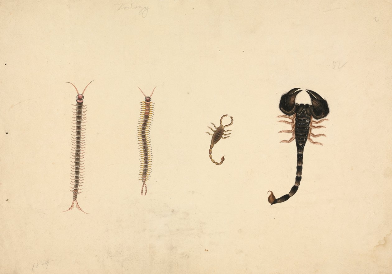Zwei Skorpione und zwei Tausendfüßler von Unknown artist