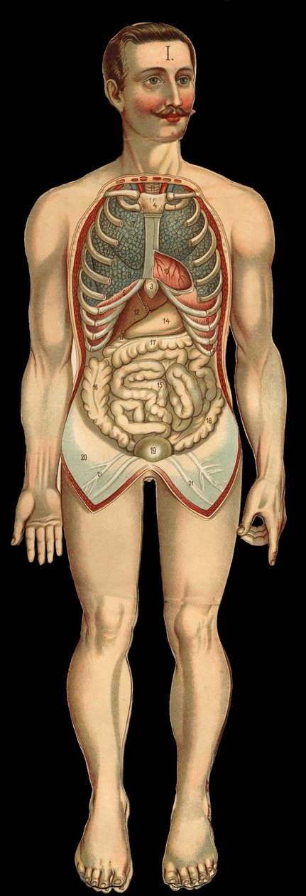 Ansicht des Brust- und Bauchraums von vorne nach Entfernung des Rippen- und Bauchkäfigs. (Dünndarm, Magen, etc.) von Unknown artist