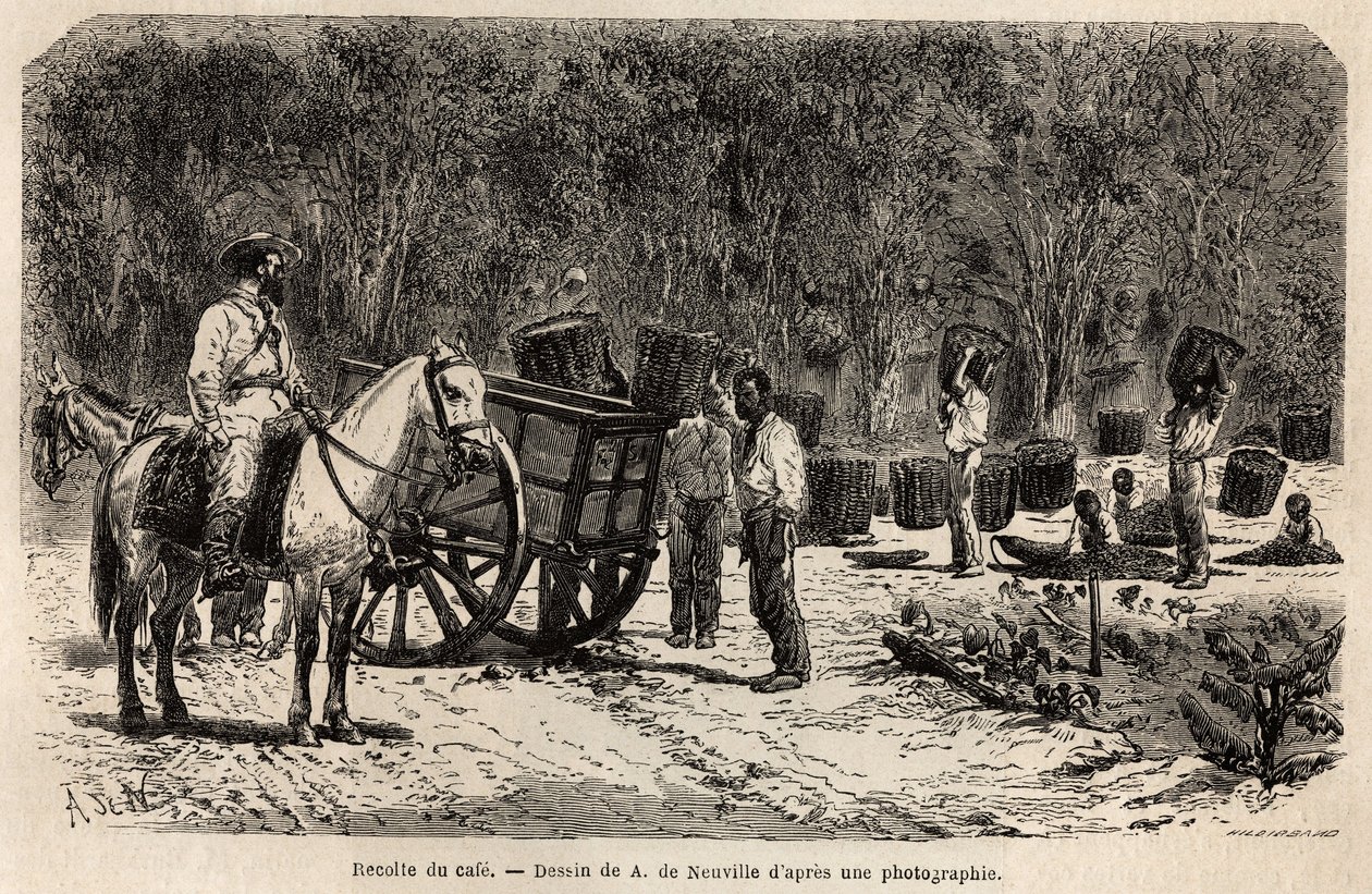 Wenn der Kaffee geerntet wird, sammeln und transportieren die Männer die schweren Körbe voller Kaffeebohnen, während die Kinder das Fruchtfleisch reinigen, das die Kaffeebohnen umgibt. Gravur zur Illustration der Reise nach Brasilien, Bericht von M. und Mm von Unknown artist