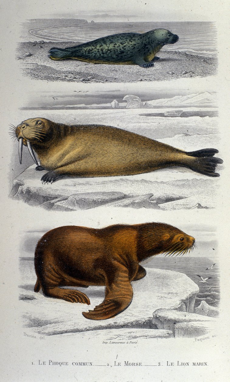 Zoologische Tafel, die eine Robbe, ein Walross und einen Seelöwen darstellt. 19. Jahrhundert von Unknown artist