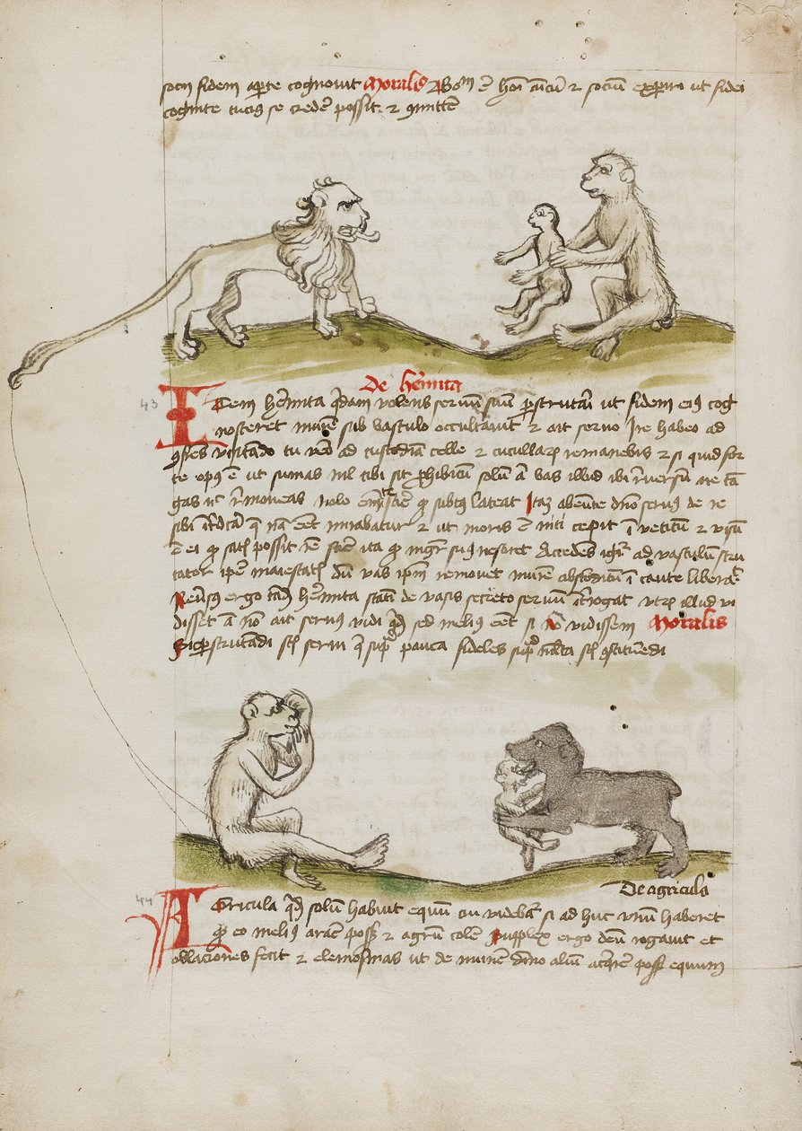 Ein Löwe mit einem Affen und seinem Jungen; Ein Affe; Ein Bär, der einen jungen Affen frisst von Unknown artist/maker