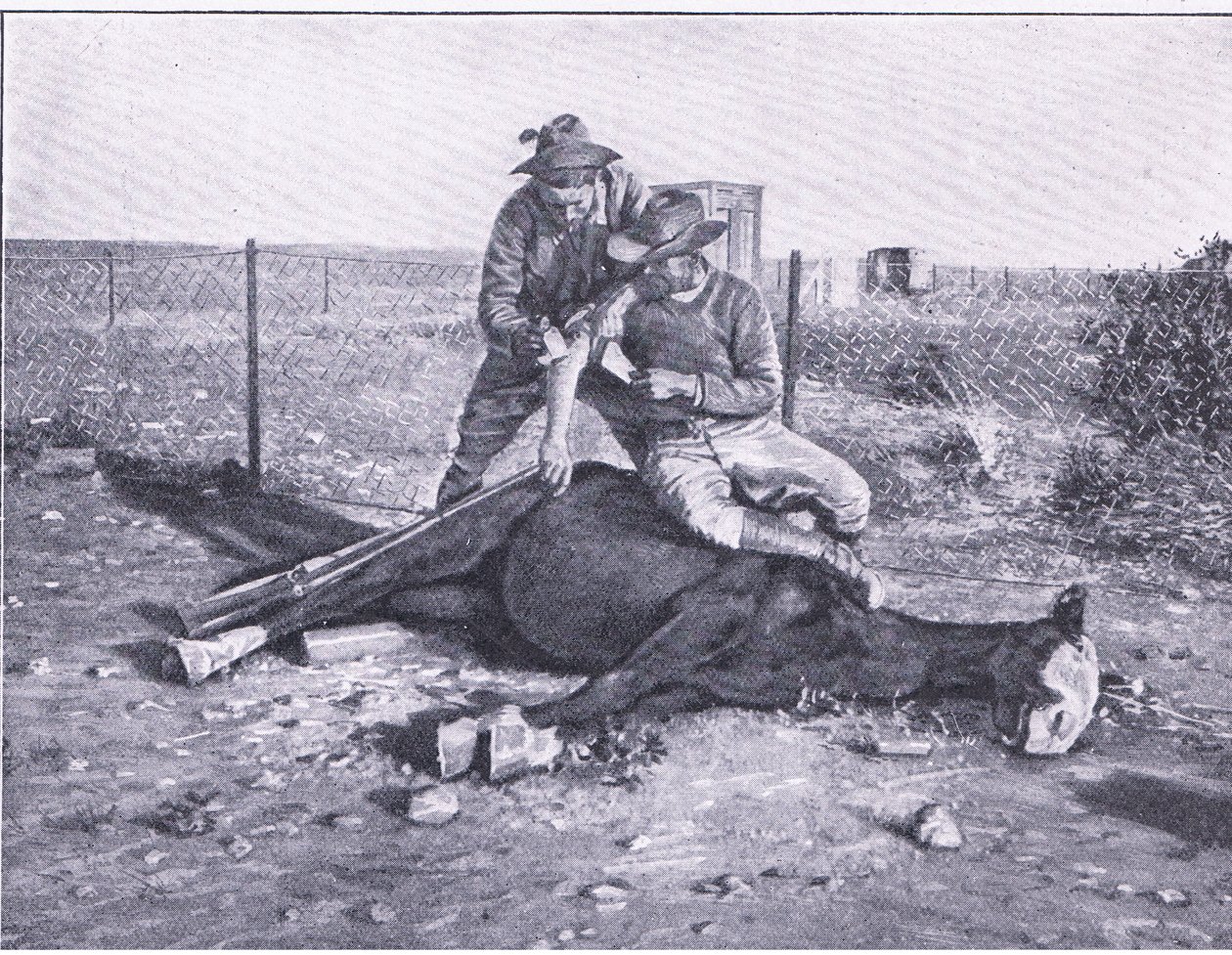 Eine knappe Flucht. Ein verwundeter Späher, dessen Pferd unter ihm erschossen wurde, aus Nach Pretoria: Der Guerillakrieg, veröffentlicht von Harmsworth Bros Limited von Unknown photographer