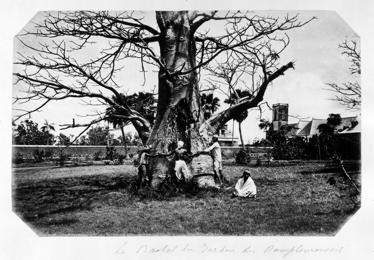 Der Baobab im Garten der Grapefruit, Mauritius von Unknown photographer