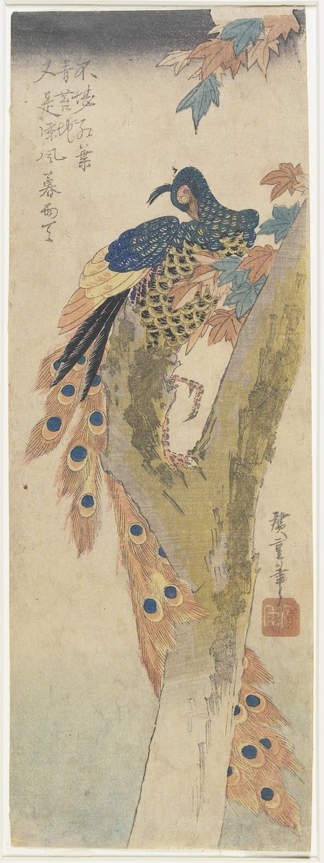 (Pfau auf Ahornbaum), frühes 19. Jahrhundert von Utagawa Hiroshige