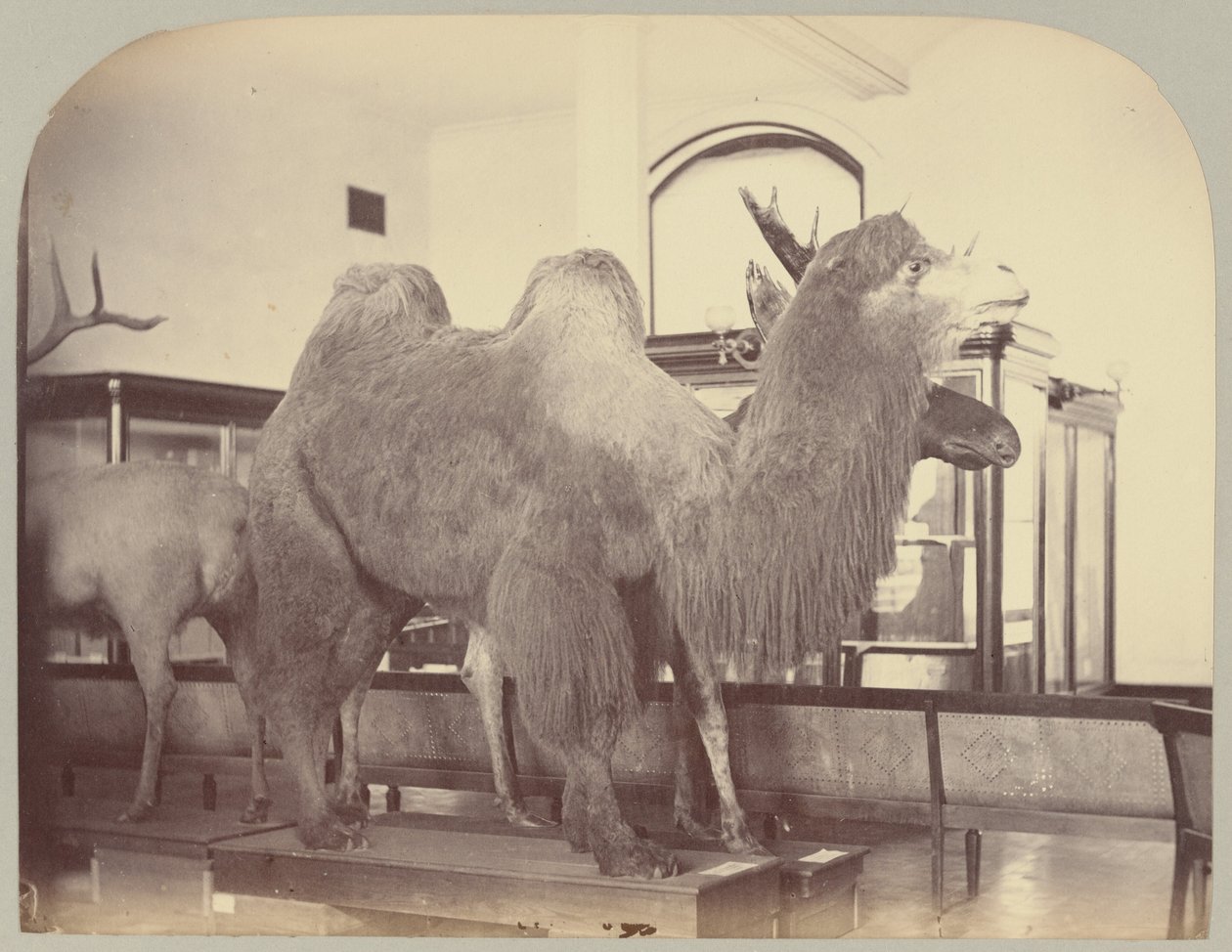 Pl. VIII. Kamel und Elch von Victor Prevost, Gaston L. Feuardent and Co., New York