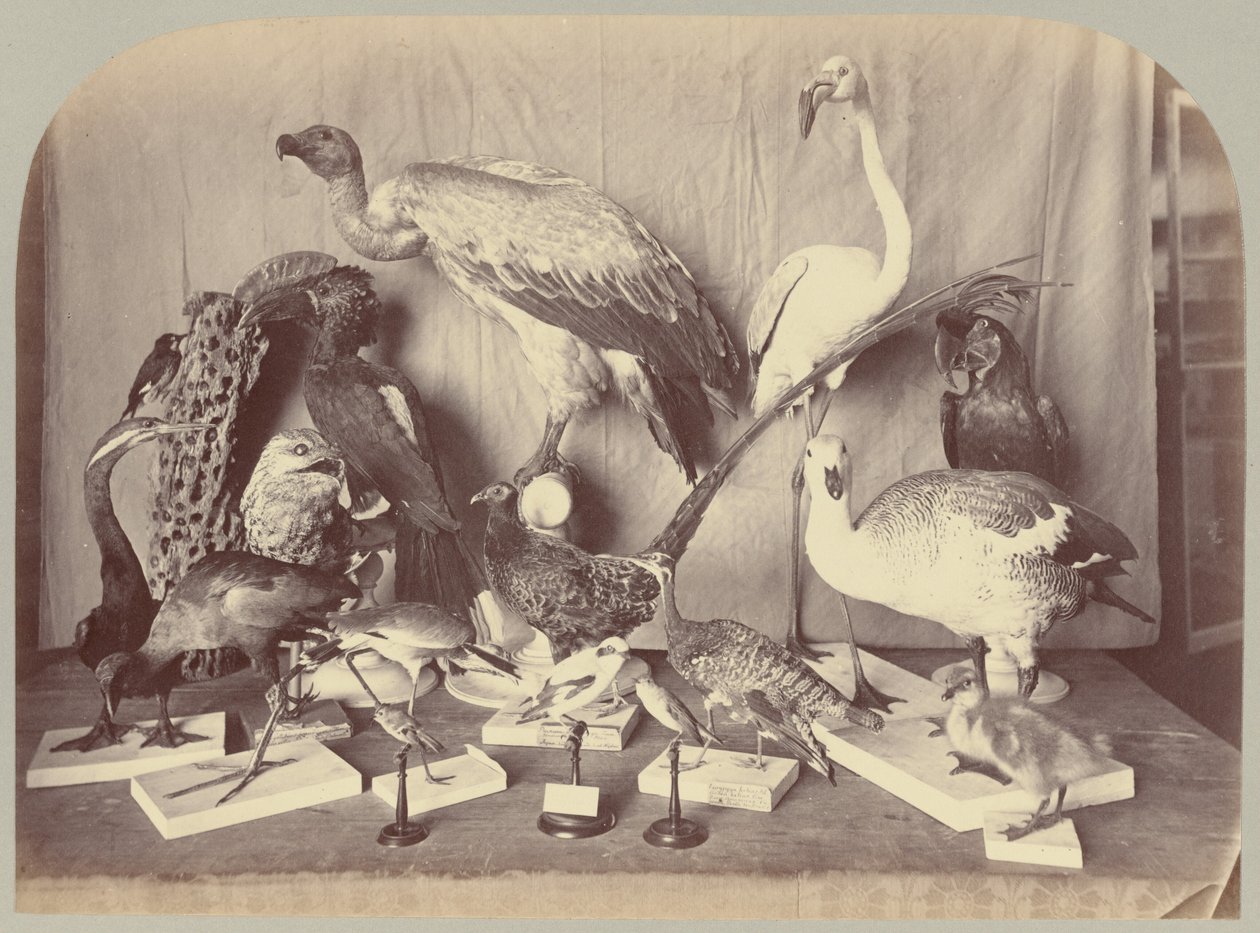 Tafel XIII. Vögel von Victor Prevost, Gaston L. Feuardent and Co., New York