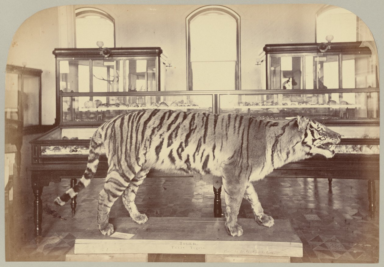 Pl. XI. Bengalischer Tiger von Victor Prevost, Gaston L. Feuardent and Co., New York