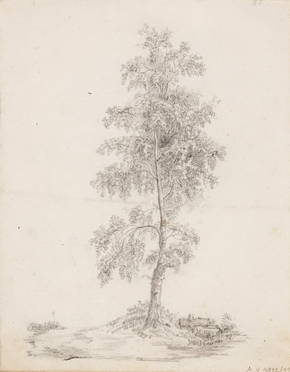 Birke von Victoria Åberg