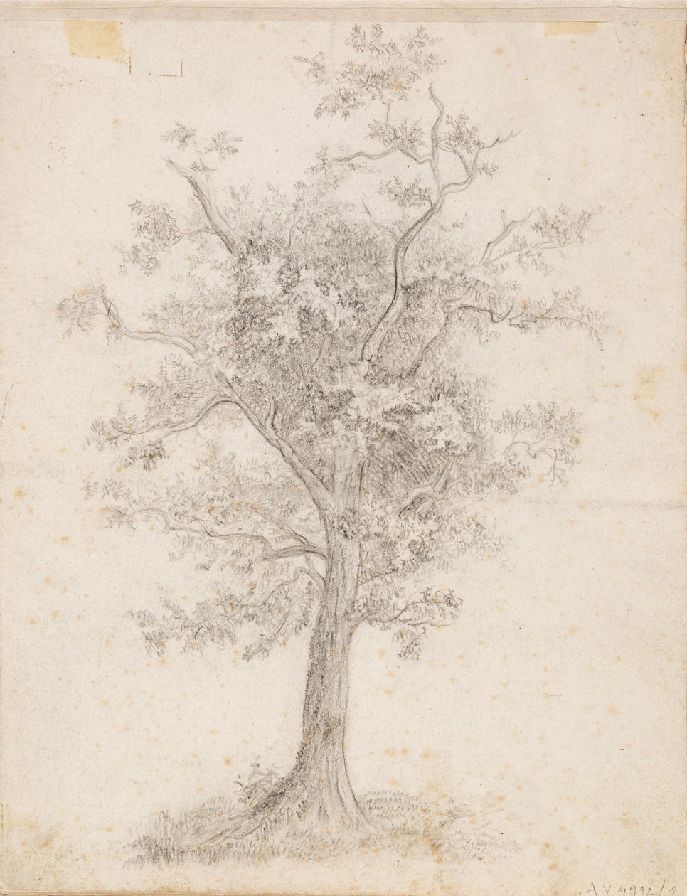 Breitblättriger Baum von Victoria Åberg