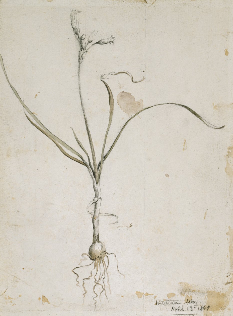 Blume und Zwiebel, Wichita Berge, 13. April 1869 von Vincent Colyer