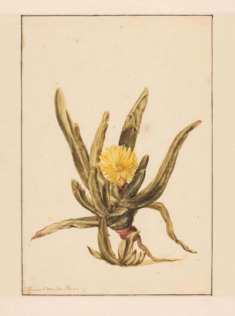 Eiskraut mit gelben Blumen von Vincent Jansz. van der Vinne