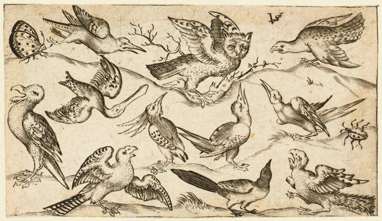 Elf Vögel und zwei Insekten auf minimalem Grund mit Eule mit ausgebreiteten Flügeln von Virgil Solis