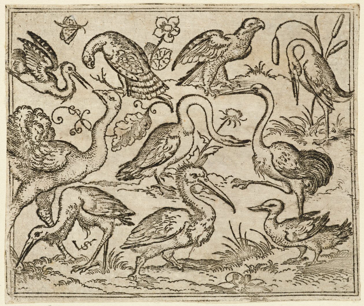 Strauß auf der linken Seite mit neun anderen Vögeln, darunter ein Reiher und ein Pelikan, 1557 von Virgil Solis