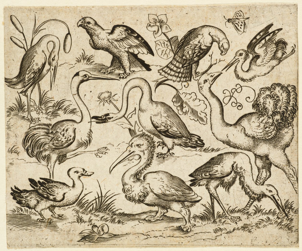 Strauß auf der linken Seite mit neun anderen Vögeln, darunter ein Reiher und ein Pelikan, nach 1557 von Virgil Solis