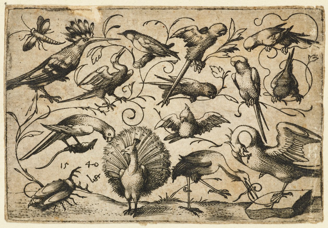 Zehn Vögel auf kleinen Ranken mit einem Storch, der eine Ranke um das Bein eines Pelikans bindet von Virgil Solis
