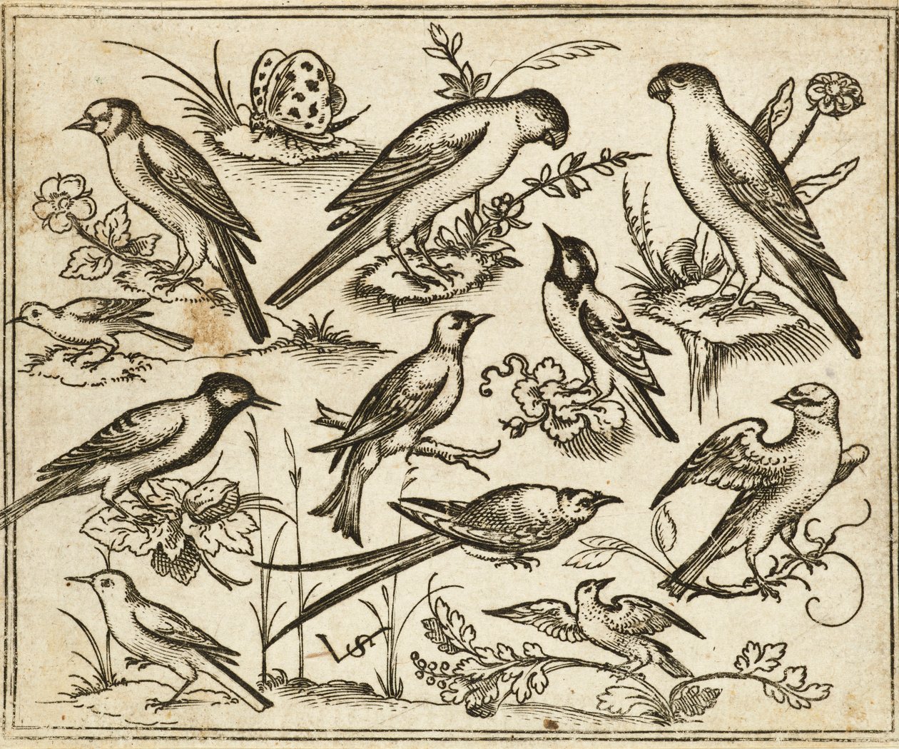 Elf Vögel auf blühendem Laub und kleinen Zweigen mit einem Schmetterling, aus Douce Ornament Prints Album I von Virgilius the elder (after) Solis
