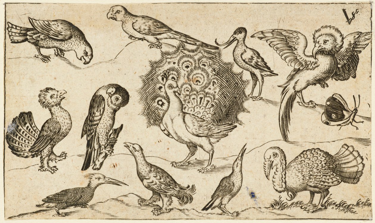 Pfau in der Mitte, umgeben von neun anderen Vögeln, darunter ein Truthahn, und einem Schmetterling auf minimalem Grund mit einem kleinen Grasfleck, aus Douce Ornament Prints Album I von Virgilius the elder (after) Solis