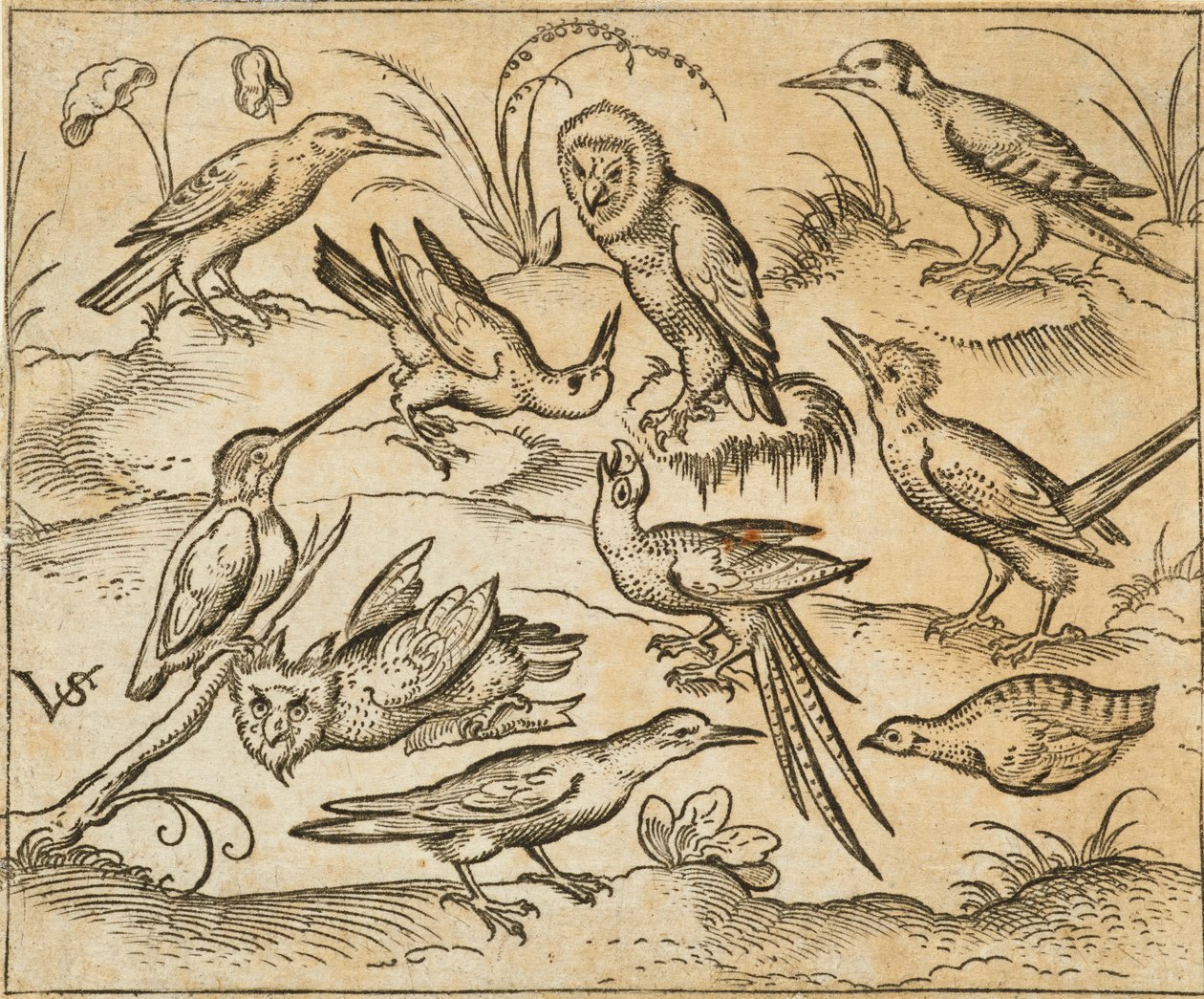 Zehn Vögel auf Zweigen und Grasflecken, darunter zwei Eulen und ein Vogel mit langen Schwanzfedern, der in der Mitte mit zurückgelegtem Kopf zwitschert, aus Douce Ornament Prints Album I von Virgilius the elder (after) Solis