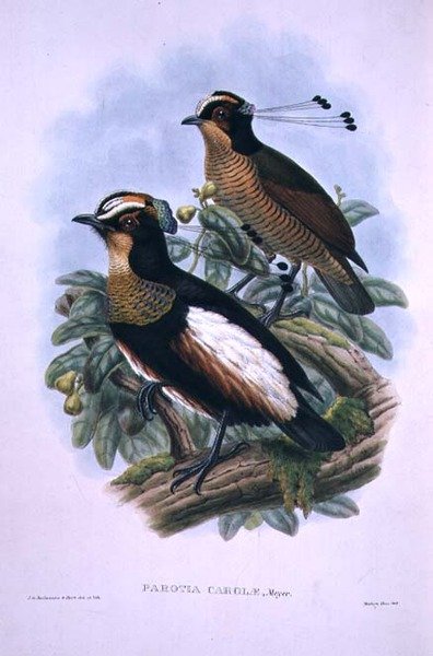 Königin Carolas Sechsdrähte-Paradiesvogel (Farblithografie) von W. and Keulemans J.G. Hart