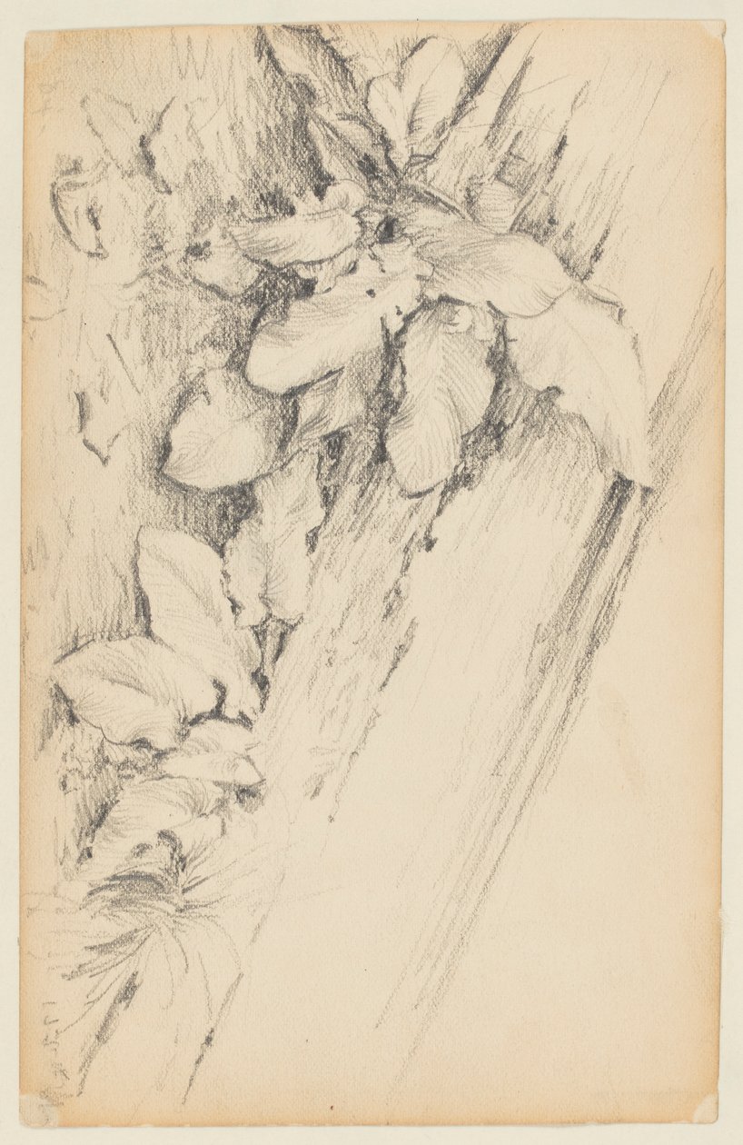 Studie von Pflanzen und verrottetem Baumstamm, 155th Street von Walter Clark