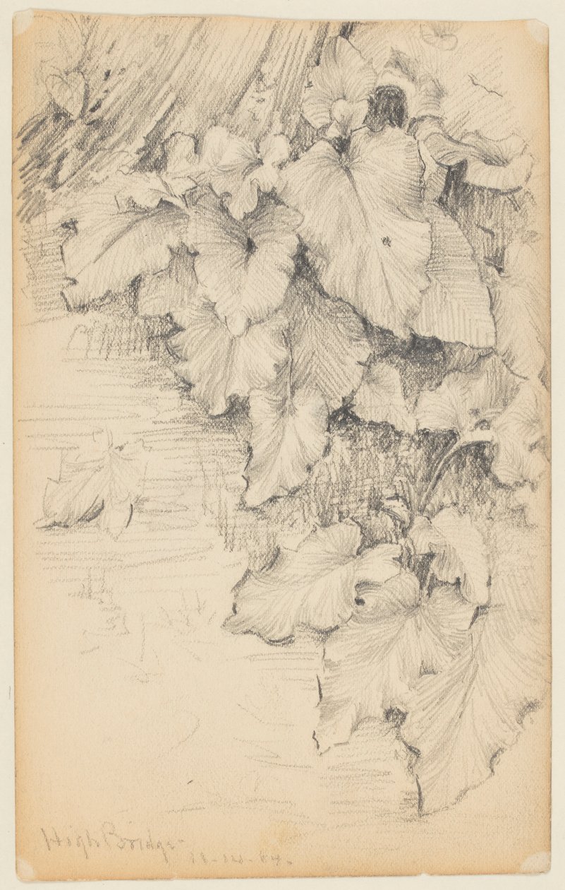 Studie von Pflanzen am Wasser, High Bridge von Walter Clark