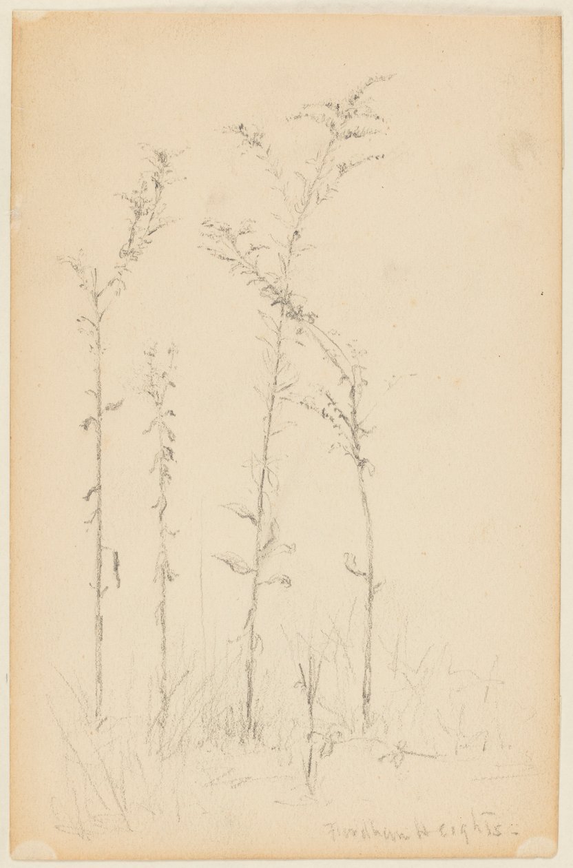 Studie von Wildpflanzen, Fordham Heights von Walter Clark