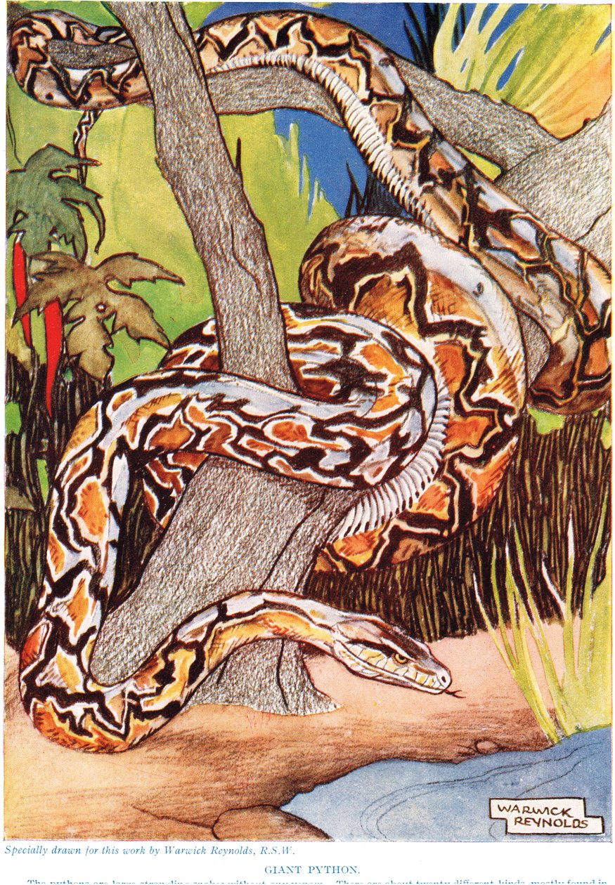 Riesiger Python, Illustration aus 