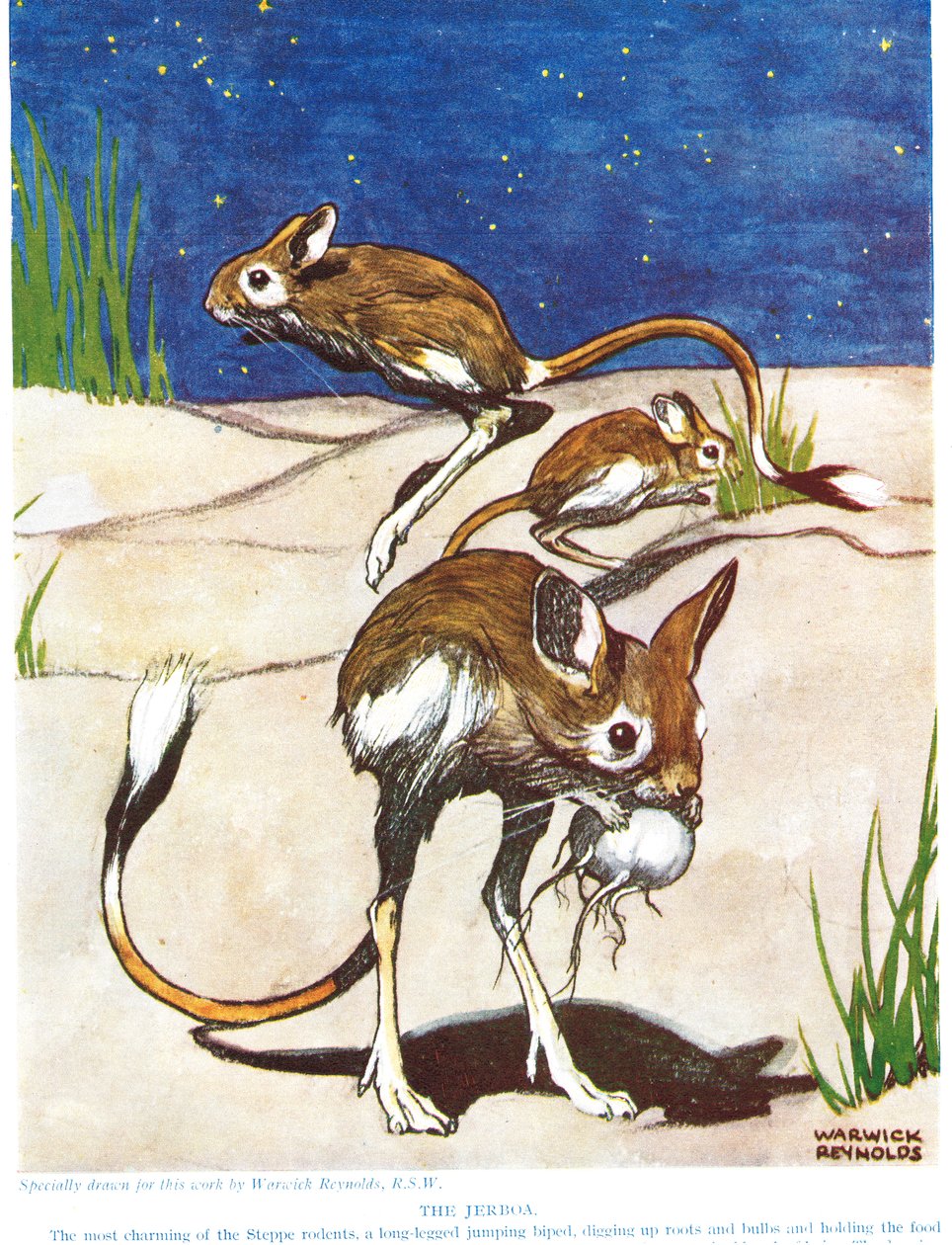 Die Jerboa, Illustration aus 