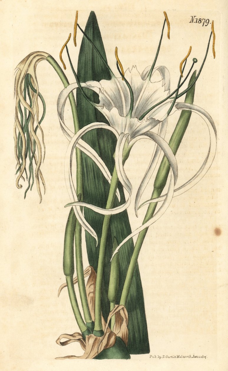 Araignee-Lilie, Strand-Narzisse, Strand-Lilie - Hymenocallis littoralis von Weddell Weddell