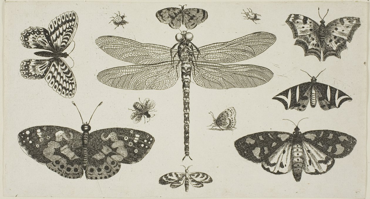 Eine Libelle, Marienkäfer und Schmetterlinge, aus Diversae Insectorum...Figurae von Wenceslaus Hollar