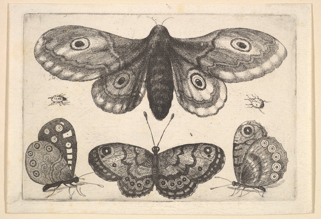 Eine Motte, drei Schmetterlinge und zwei Käfer von Wenceslaus Hollar