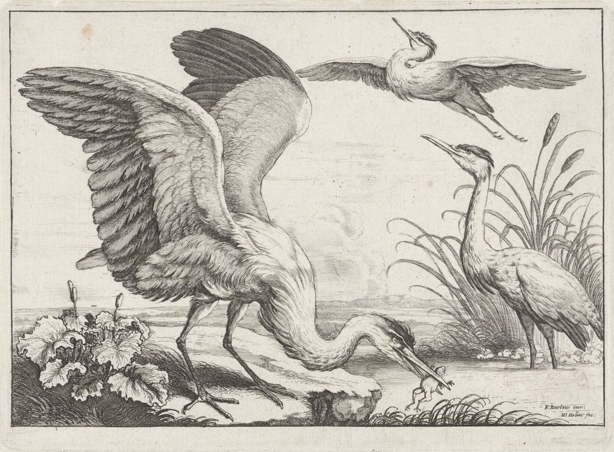 Drei Reiher von Wenceslaus Hollar