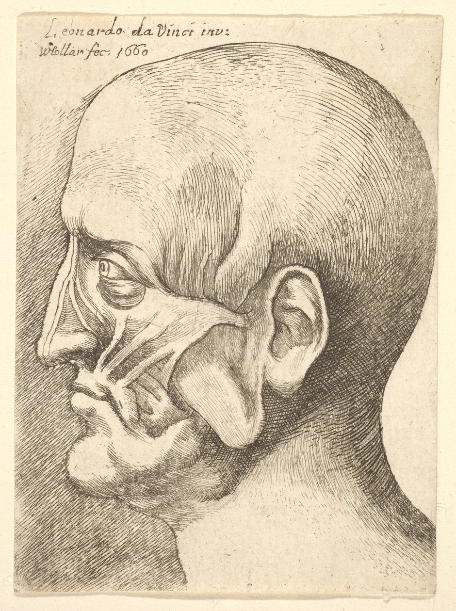 Ecorche-Kopf eines Mannes im Profil nach links, 1660 von Wenceslaus Hollar