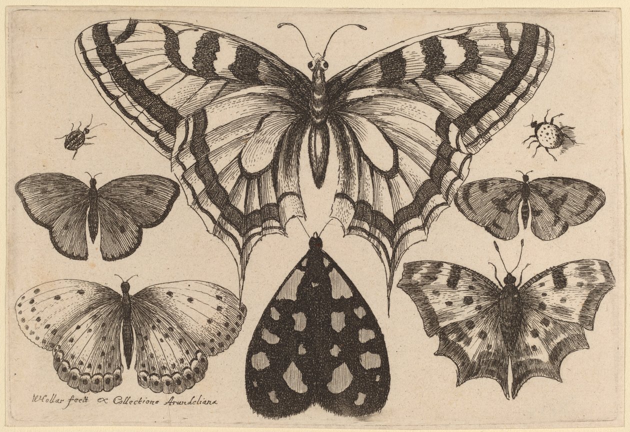 Fünf Schmetterlinge, eine Motte, ein Käfer und eine Spinne von Wenceslaus Hollar