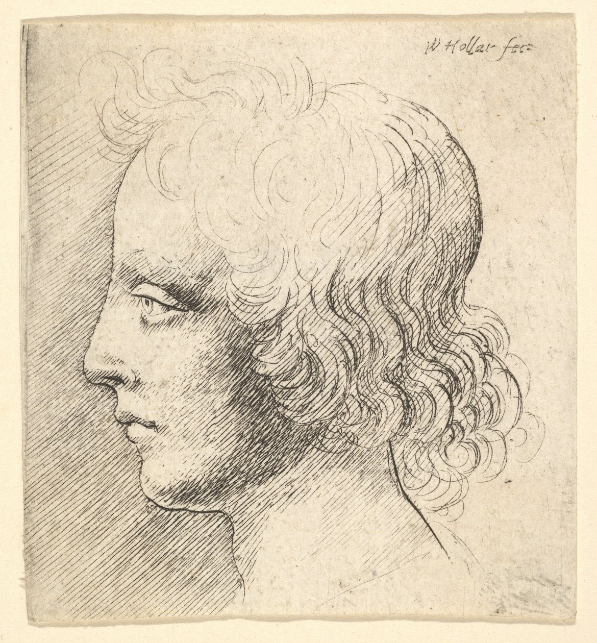 Kopf eines jungen Mannes von Wenceslaus Hollar