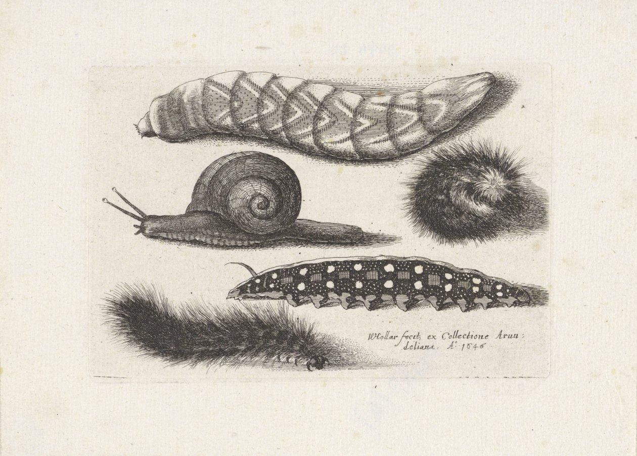 Raupen und eine Schnecke von Wenceslaus Hollar