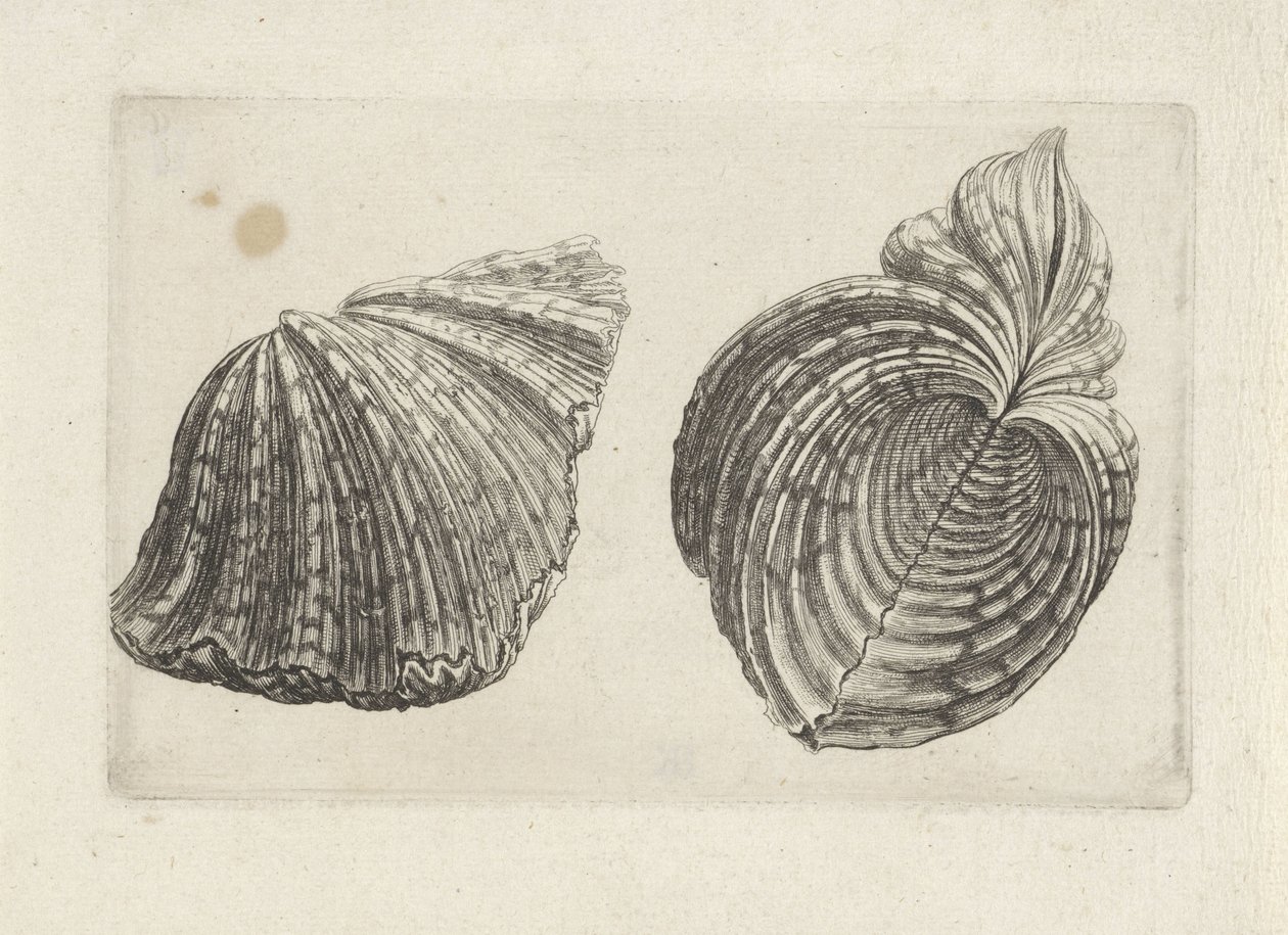 Muschel, Hippopus hippopus von Wenceslaus Hollar