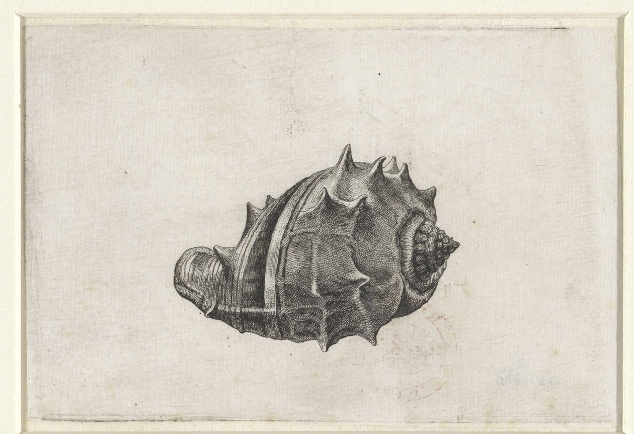 Schnecke, Melongena Melongena (Schnecken) von Wenceslaus Hollar