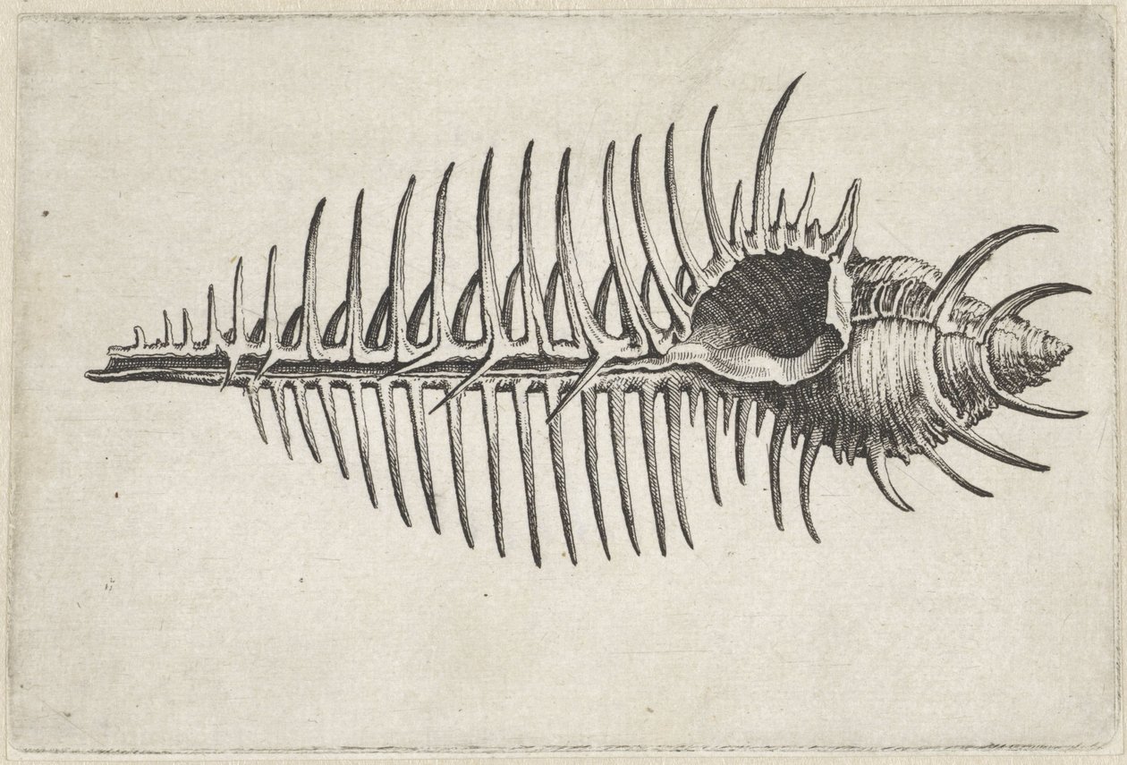 Schnecke, Murex Pecten von Wenceslaus Hollar