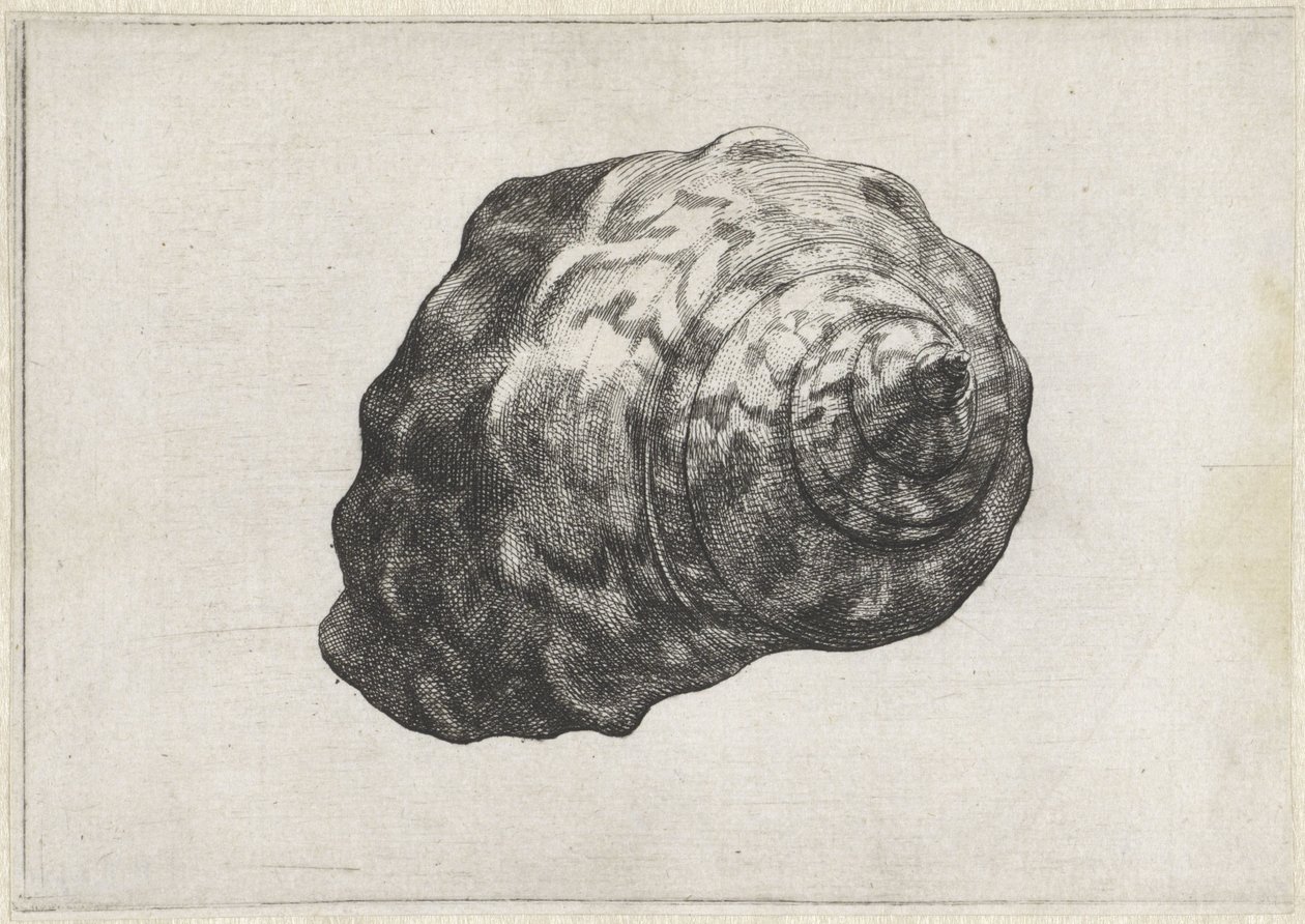 Schnecke, Turbo Sarmaticus von Wenceslaus Hollar