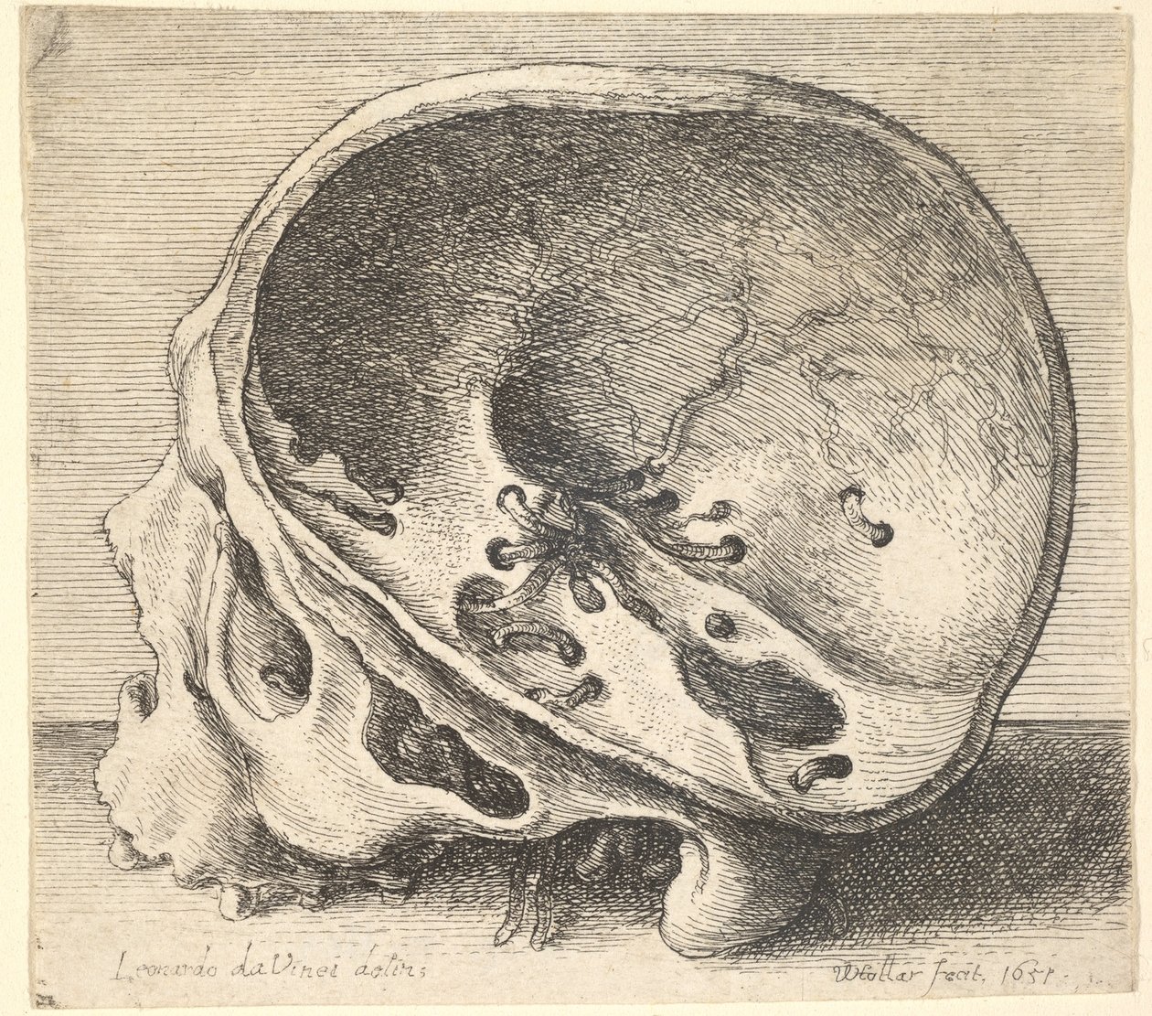 Profil eines geschnittenen Schädels nach links mit entferntem linken Schädelteil, 1651 von Wenceslaus Hollar