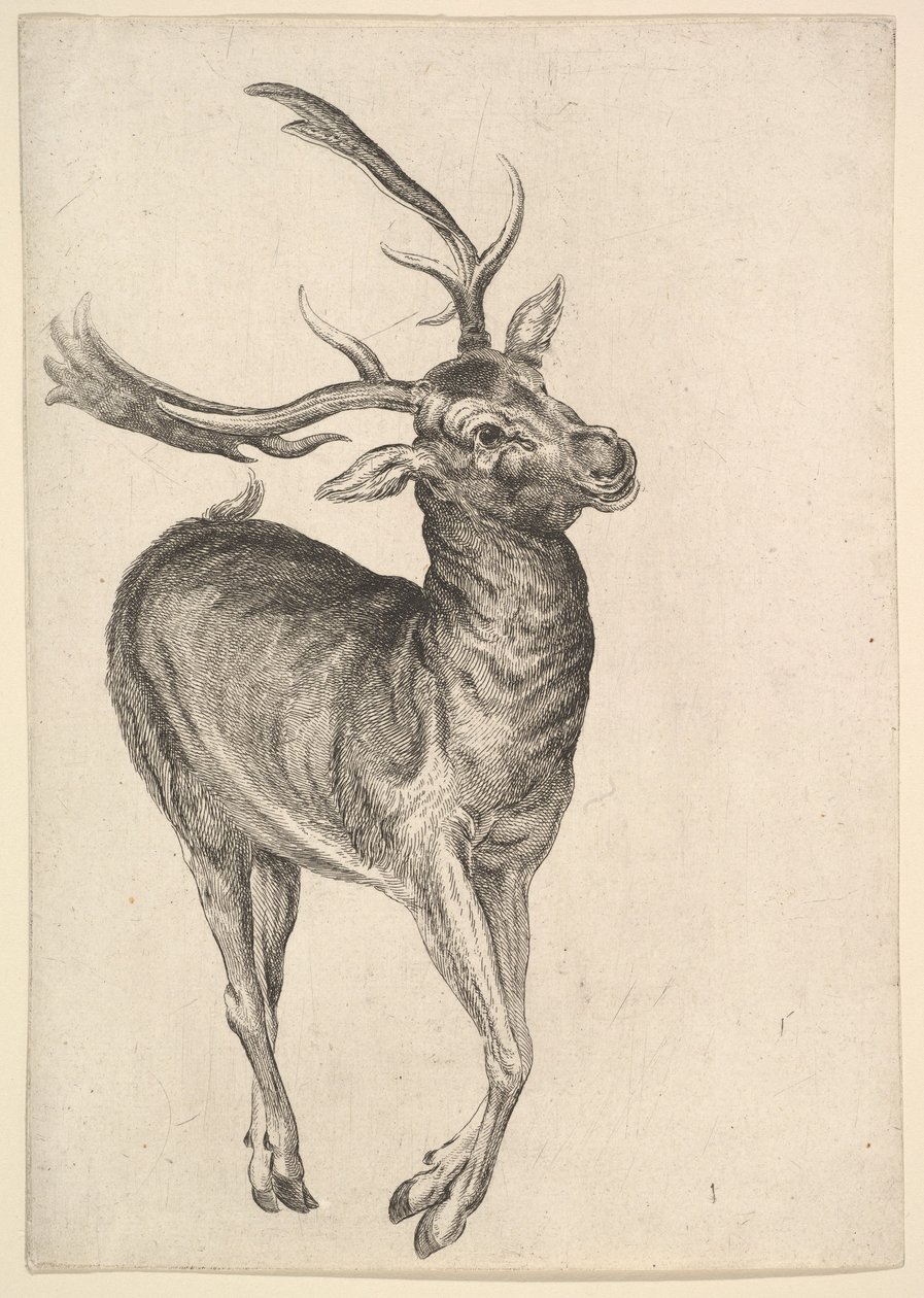 Hirsch, 1625-77 von Wenceslaus Hollar