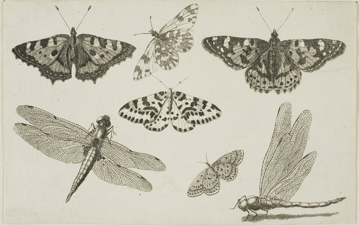 Zwei Libellen und fünf Schmetterlinge von Wenceslaus Hollar