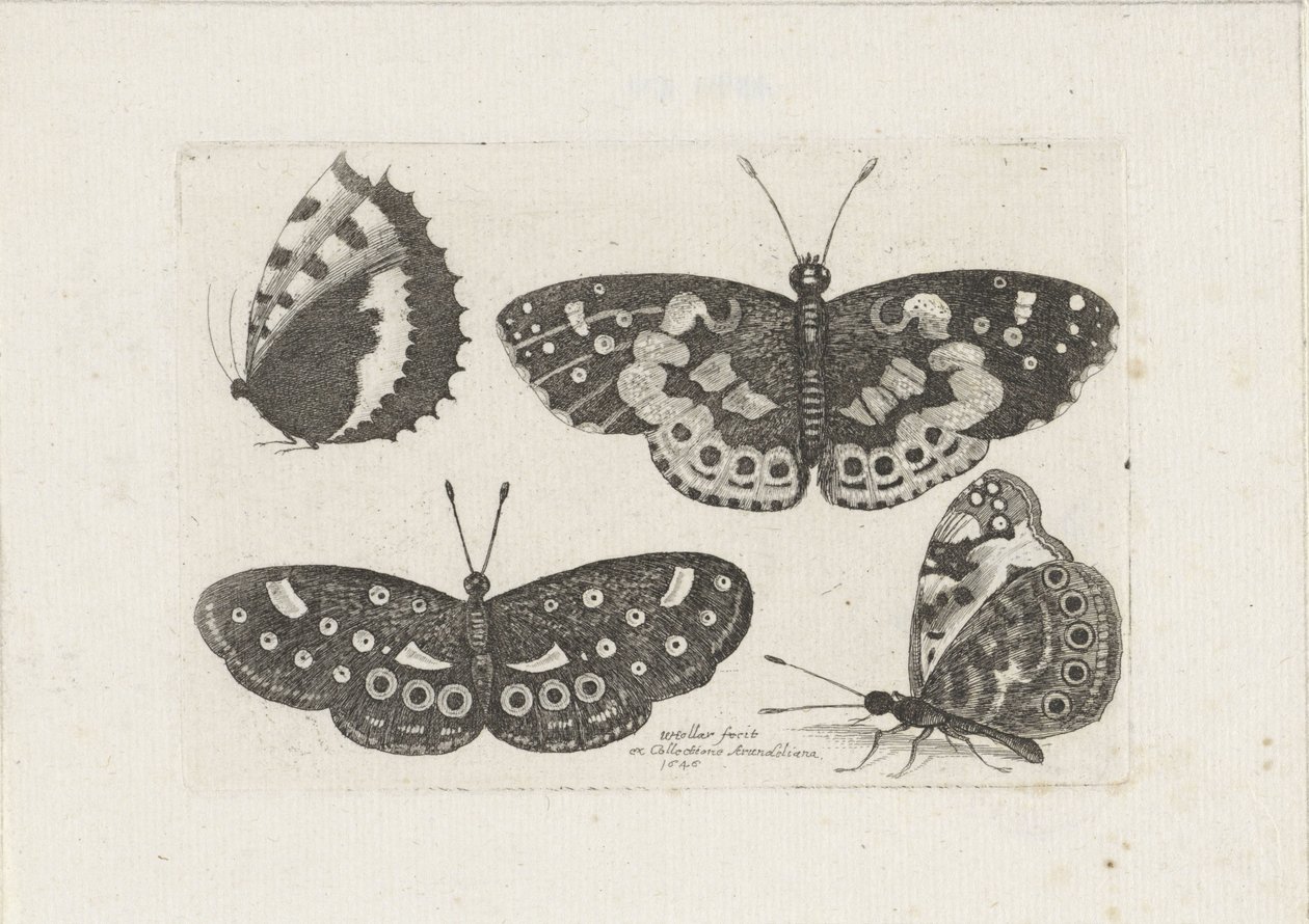 Vier Schmetterlinge (Insekten, Muscarum Scarabeorum) von Wenceslaus Hollar