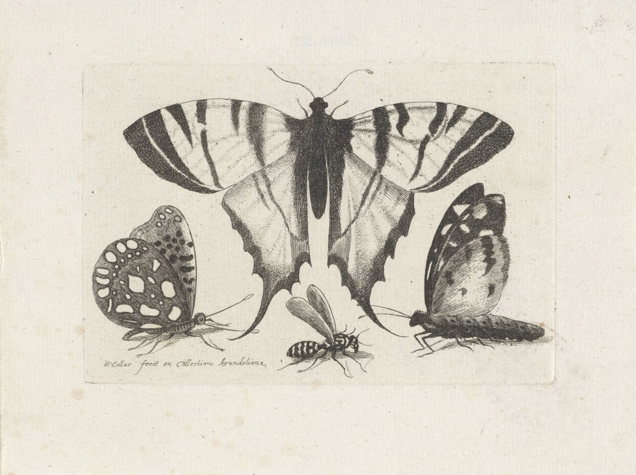 Schmetterlinge und eine Wespe von Wenceslaus Hollar