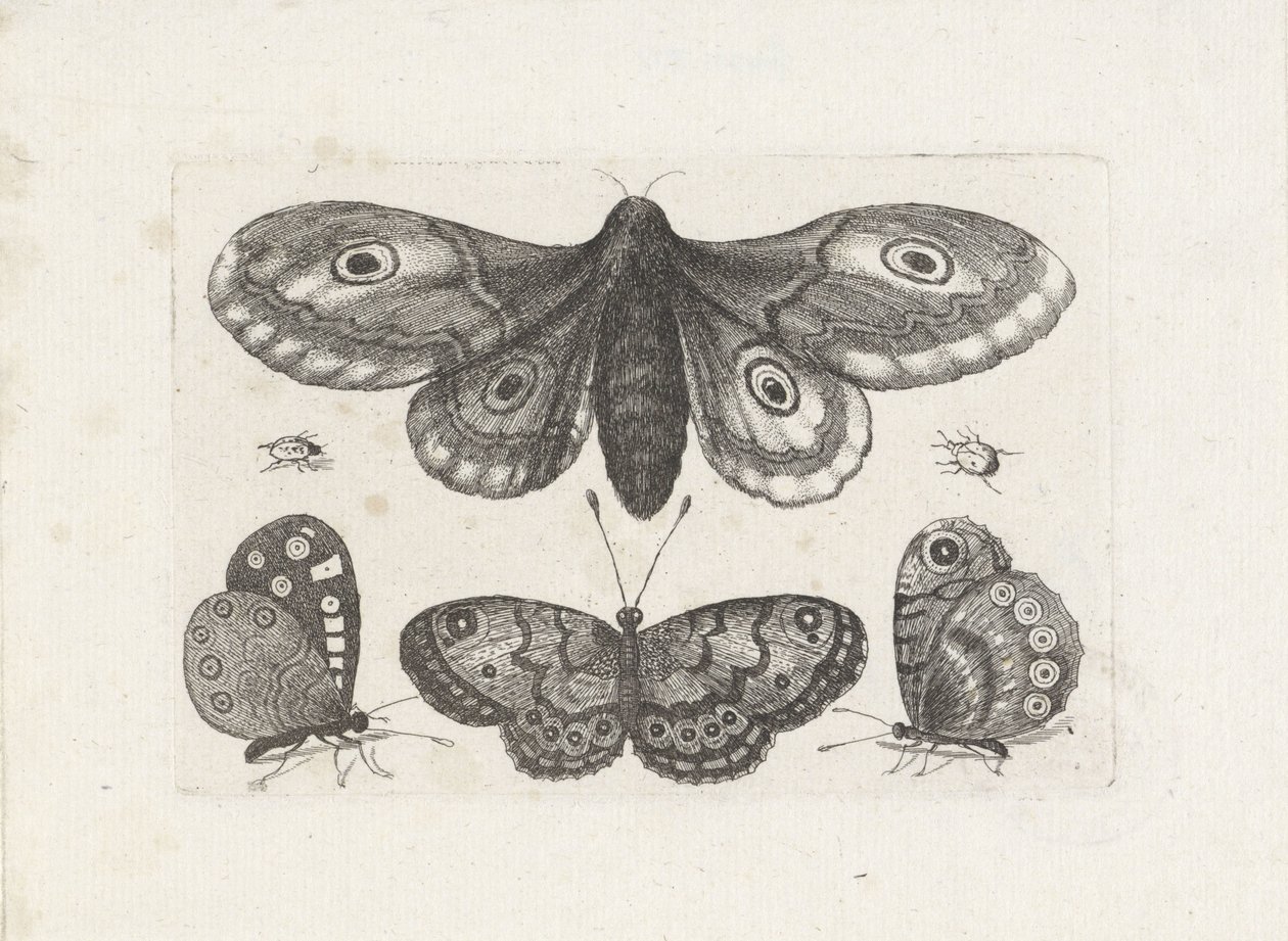 Schmetterlinge, Käfer und eine Motte von Wenceslaus Hollar
