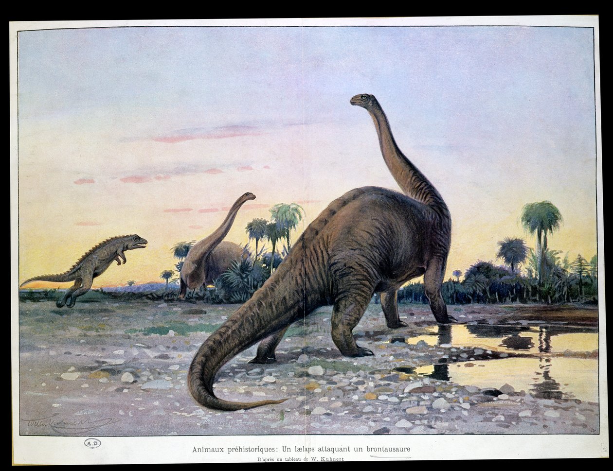 Prähistorische Tiere: ein Laelaps greift einen Brontosaurus an von Wilhelm Kuhnert
