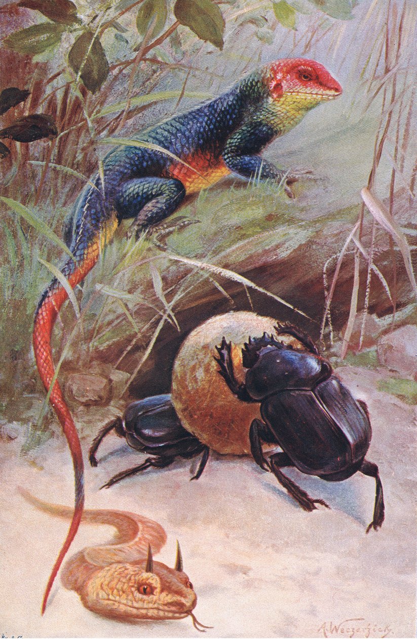 Agama, Hornviper und Heiliger Käfer, Illustration aus Wildlife of the World, ca. 1910 von Wilhelm Kuhnert