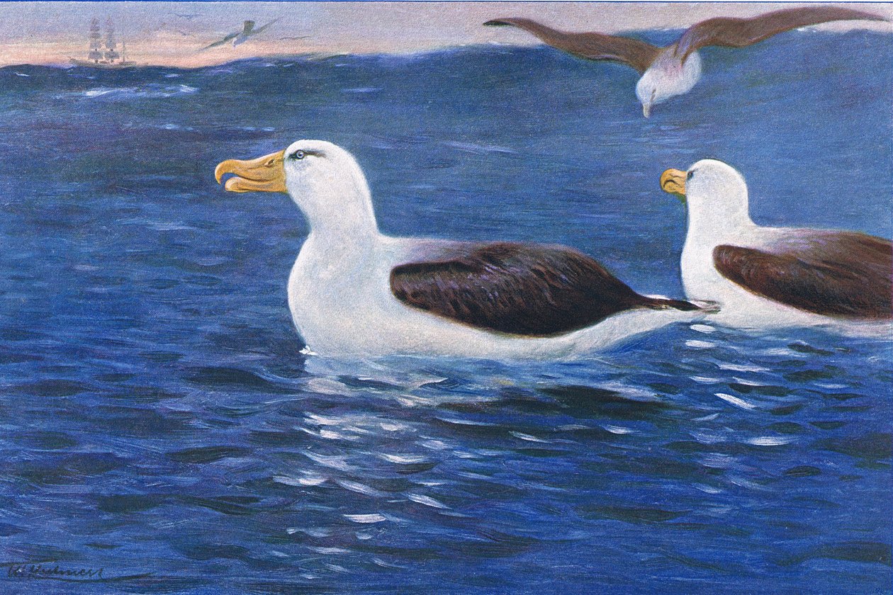 Albatros, Illustration aus Wildlife of the World, ca. 1910 von Wilhelm Kuhnert
