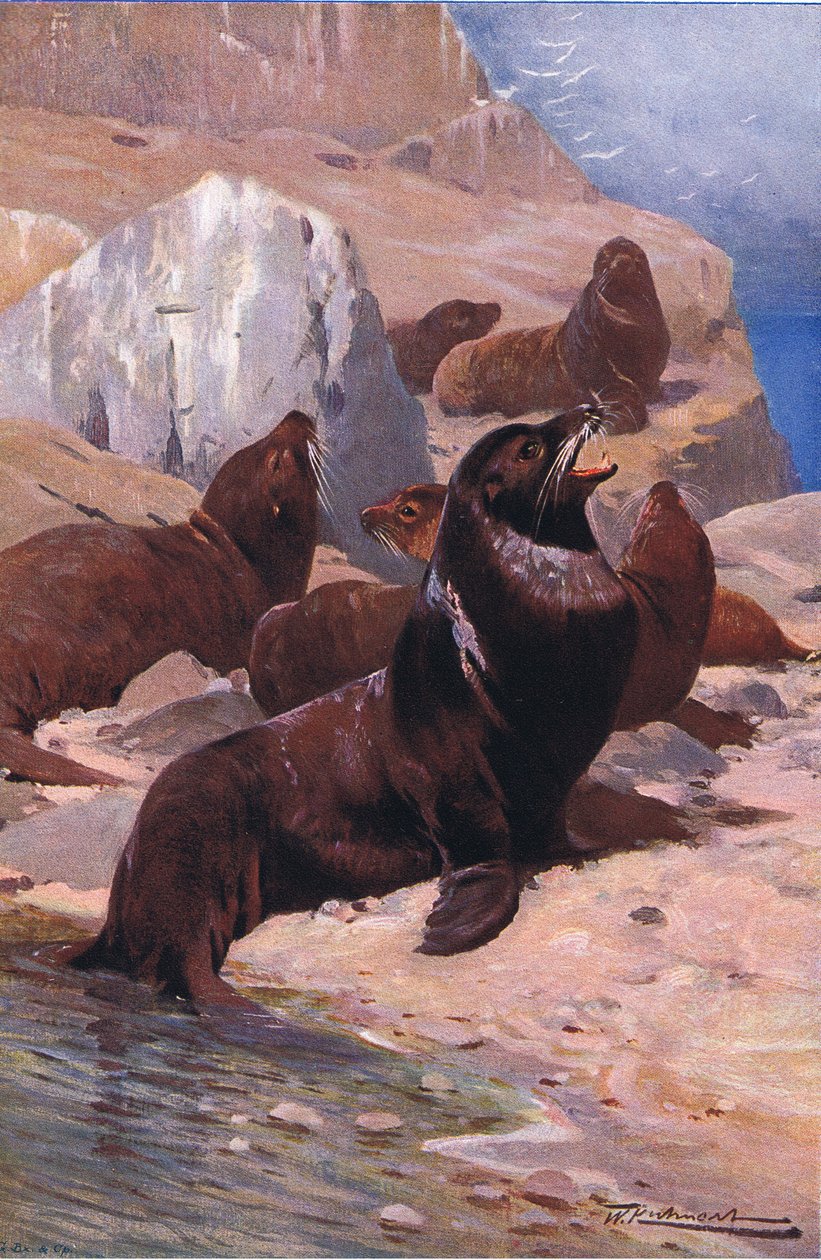 Kalifornischer Seelöwe, aus Die Tierwelt der Welt, veröffentlicht von Frederick Warne & Co, ca. 1900 von Wilhelm Kuhnert